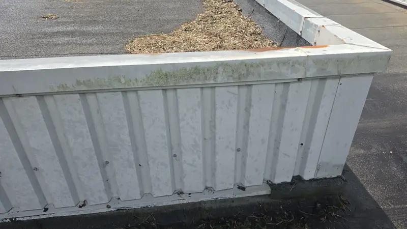 Flat roof parapet before algae debris in gutter, Northampton.