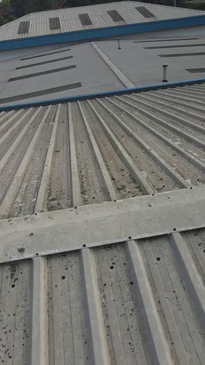 Before - commercial metal roof algae lichen biological growth heavy contamination, Northampton.