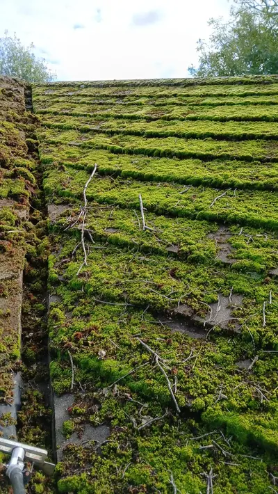 Mossy Roof Clean - Northampton (October 2024) - photo 13